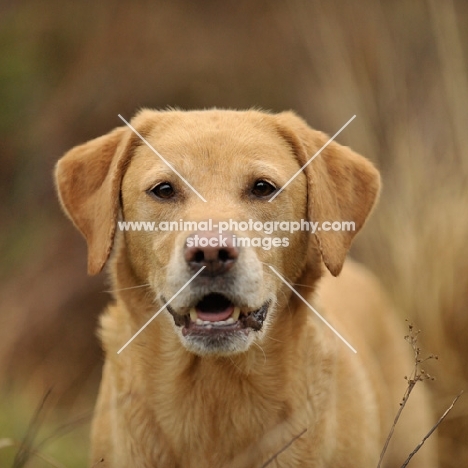 Labrador Retriever concentrating