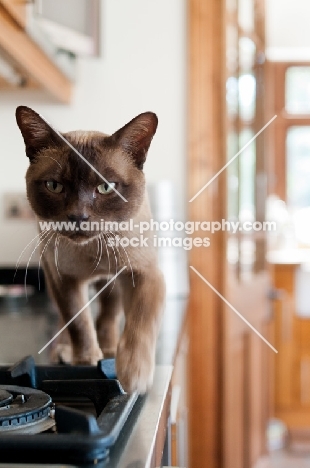 Burmese walking on kitchen worktop