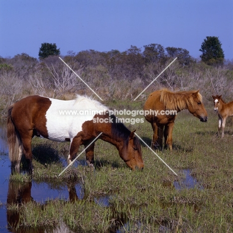Three chincoteague ponies on assateague Island