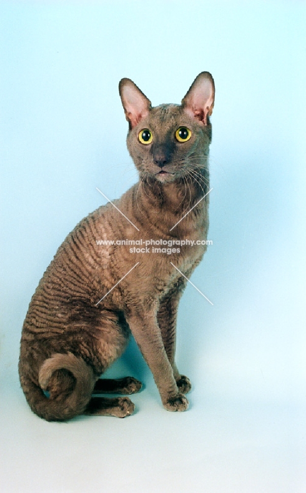 blue cornish rex