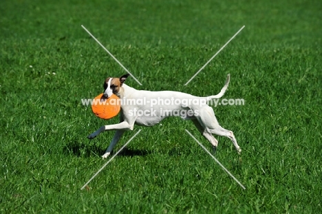 Whippet with frisbee