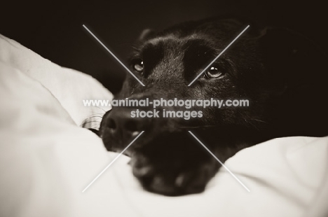 Staffordshire Bull Terrier lying on bedding