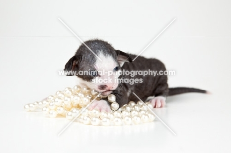 Peterbald kitten, 2 weeks old laying on a pearl necklace