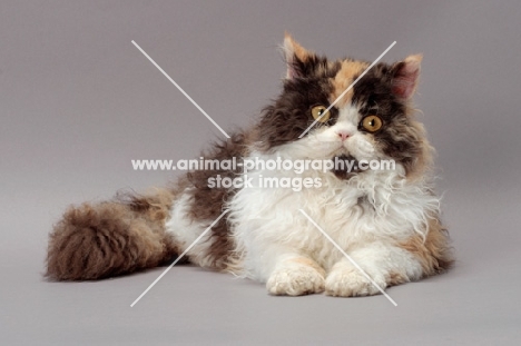 Tortoiseshell & White Selkirk Rex lying down