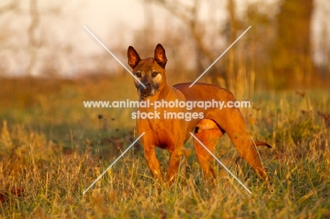 Thailand Ridgeback standing in field