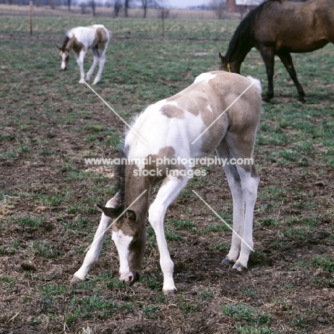 paint horse foal grazing,  bending its forelegs