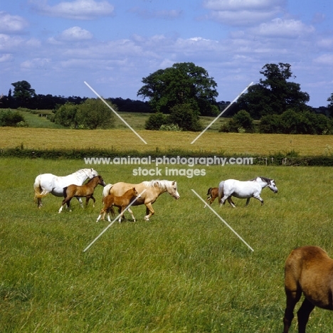 welsh mountain ponies mares and foals at pendock stud,