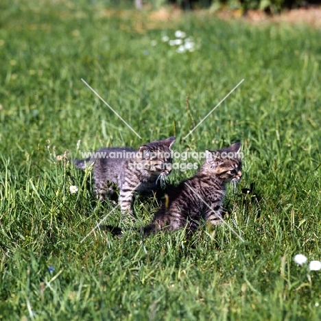 two brown tabby shorthair kittens 