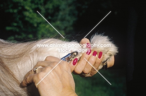 bearded collie, nail clipping