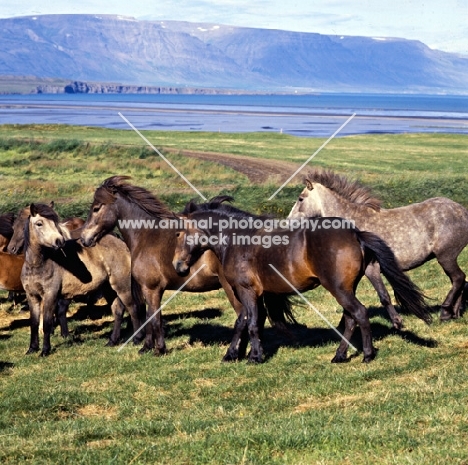 Iceland Horses at Sauderkrokur