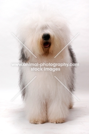 Australian Champion Old English Sheepdog