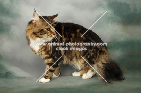 brown tabby and white maine coon cat standing on grey background