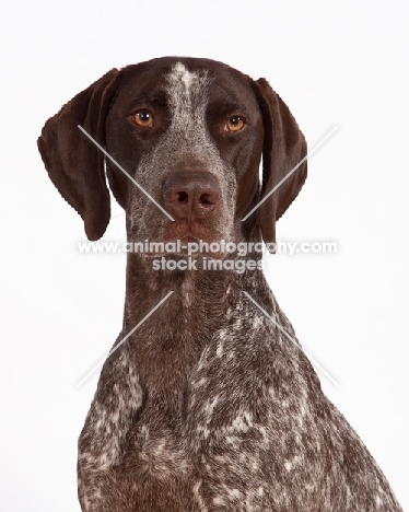 liver and white German Shorthaired Pointer portrait