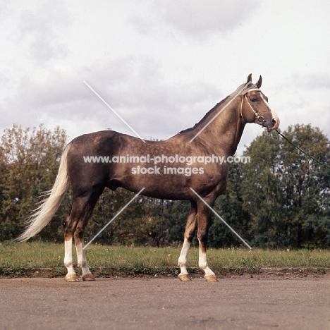 akhal teke stallion at moscow exhibition