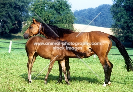 wurttemberger mare with  foal suckling at marbach