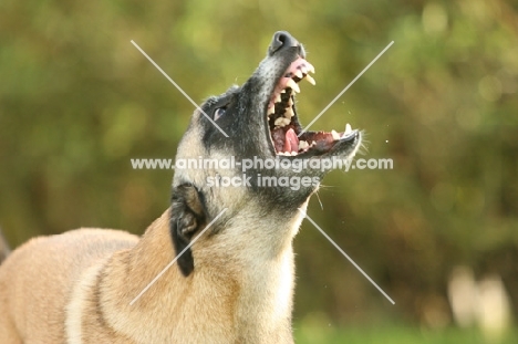 Malinois barking