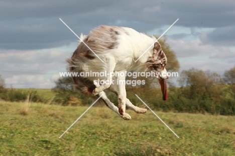 Border Collie with frisbee, jumping in the air