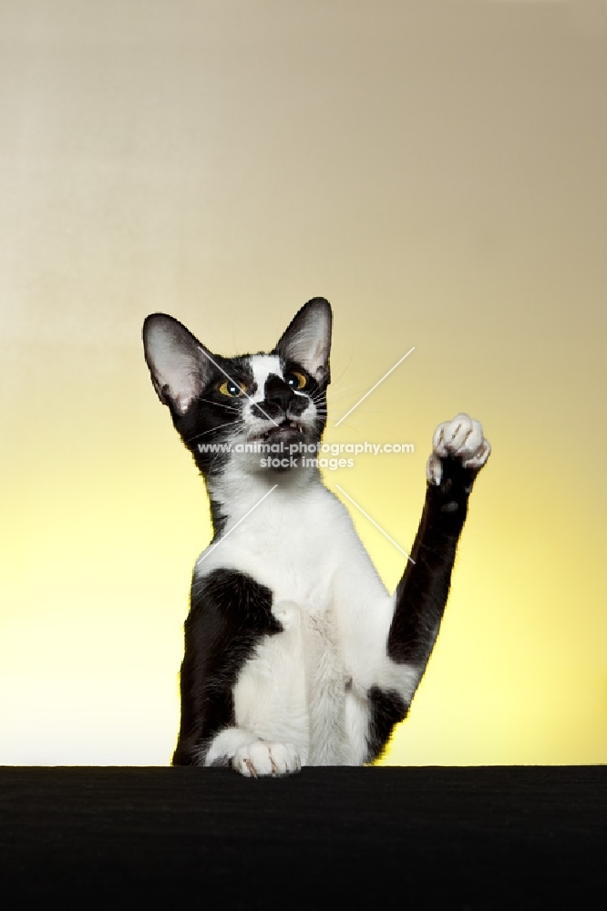 adult Oriental Shorthait cat playing, one paw in the air