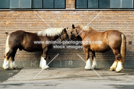 jutland horses at carlsberg brewery copenhagen