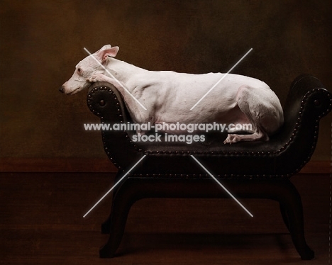 white Whippet on chair