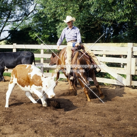 quarter horse and rider cutting cattle
