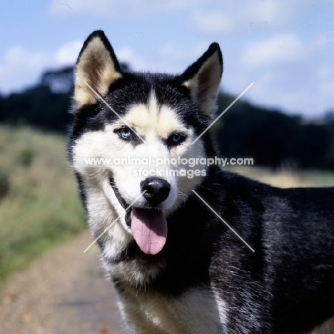  katchukah's koziavka, siberian husky portrait