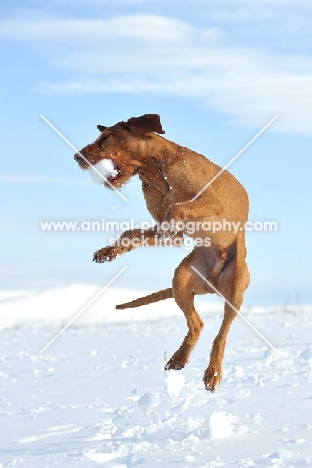 Hungarian Wirehaired Vizsla (aka Magyar Vizsla, Ungarisch Drahthaar) in winter