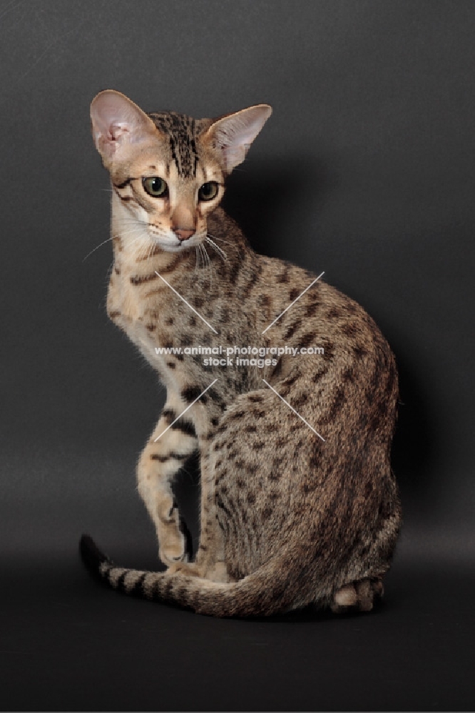 Serengeti cat showing back markings, brown spotted tabby colour