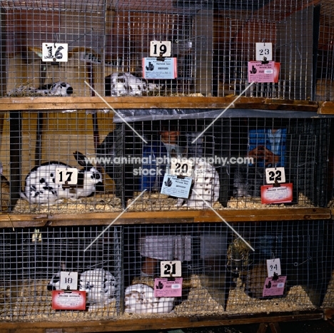rabbits in hutches at a rabbit show, mostly english rabbits