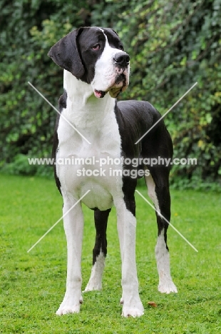 black and white Great Dane