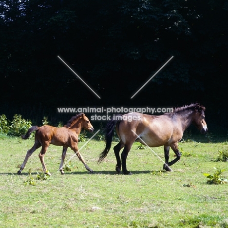 Frithesden Fairy Flax, Exmoor mare walking with her Arab cross foal