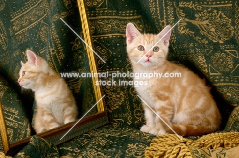 kitten sitting near mirror