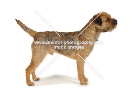 Border Terrier posed on white background