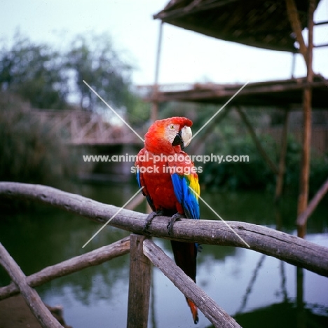 scarlet macaw in captivity in lima, peru