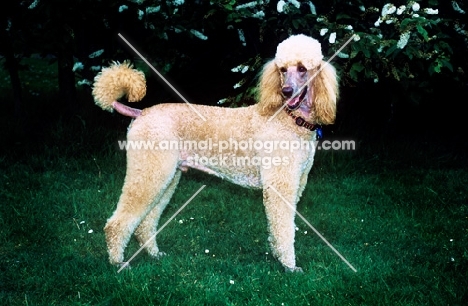 waymaker quivara, apricot undocked standard poodle, 