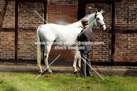 washing a Hanoverian at Celle