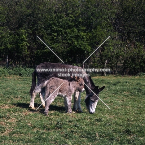 donkey with her foal nuzzling