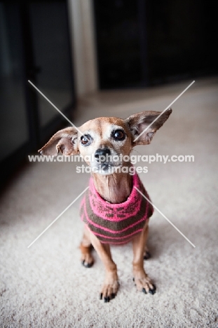 Mixed breed: Chihuahua x Italian greyhound