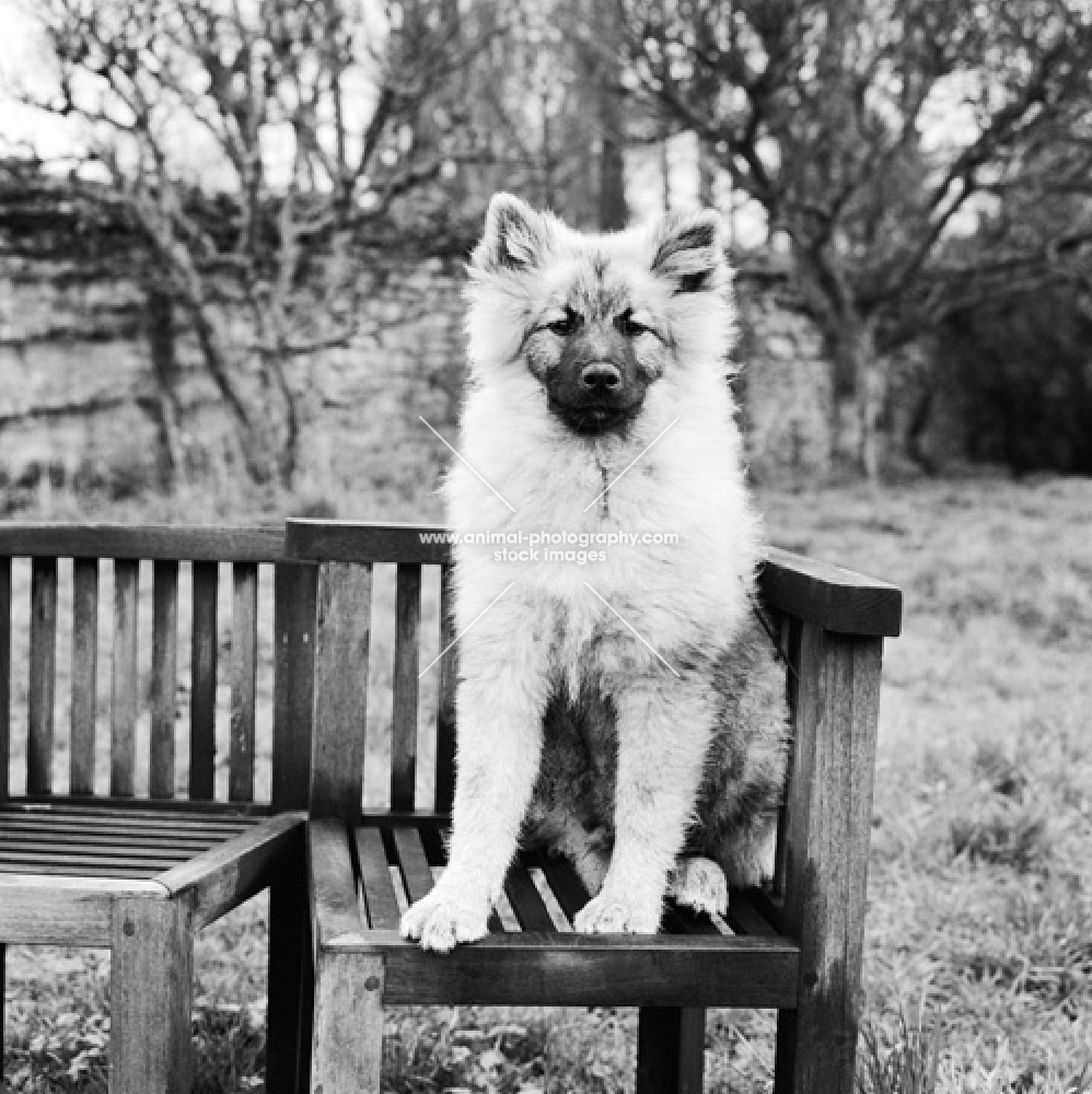 keeshond puppy on garden seat