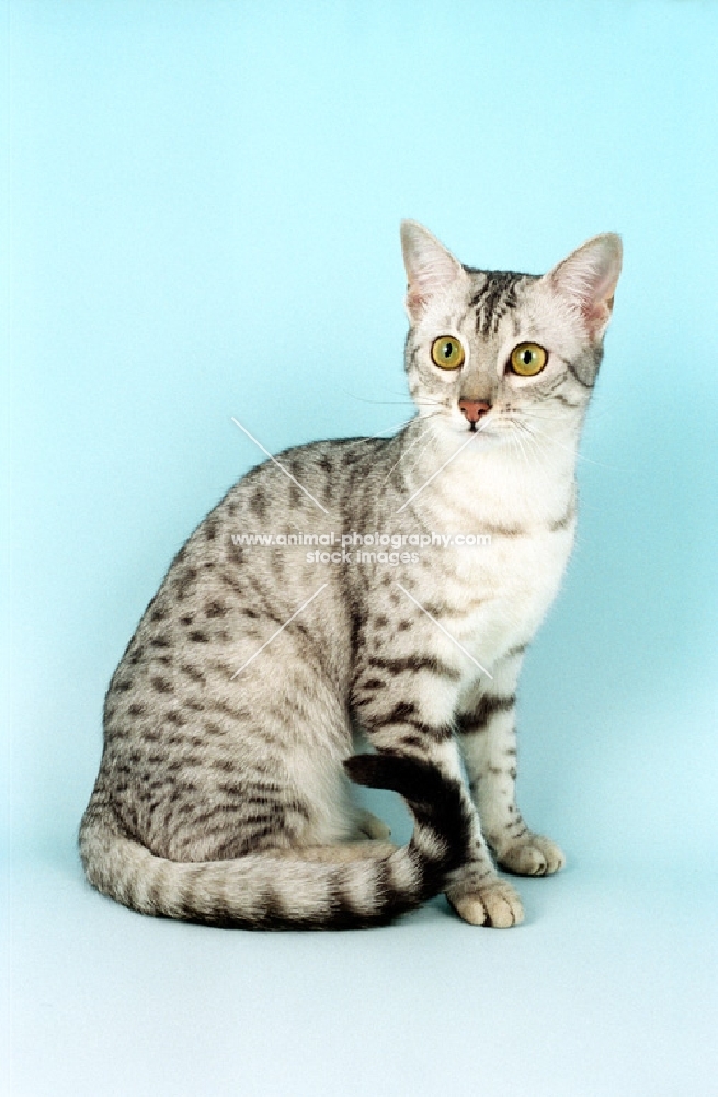 Egyptian Mau sitting down