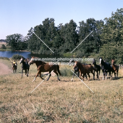 group of Shagya Arabs trotting