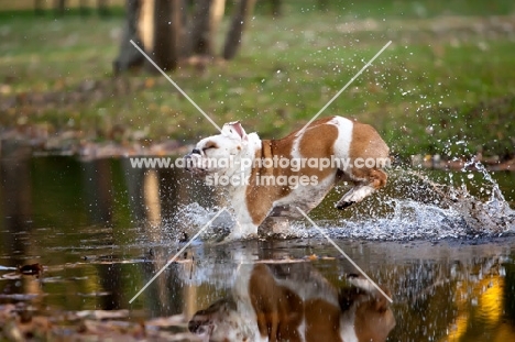 Bulldog running into river