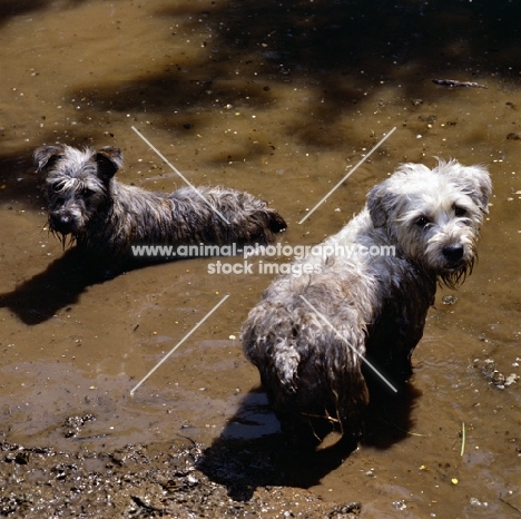 two glen of imaal terriers looking mischievous in muddy water