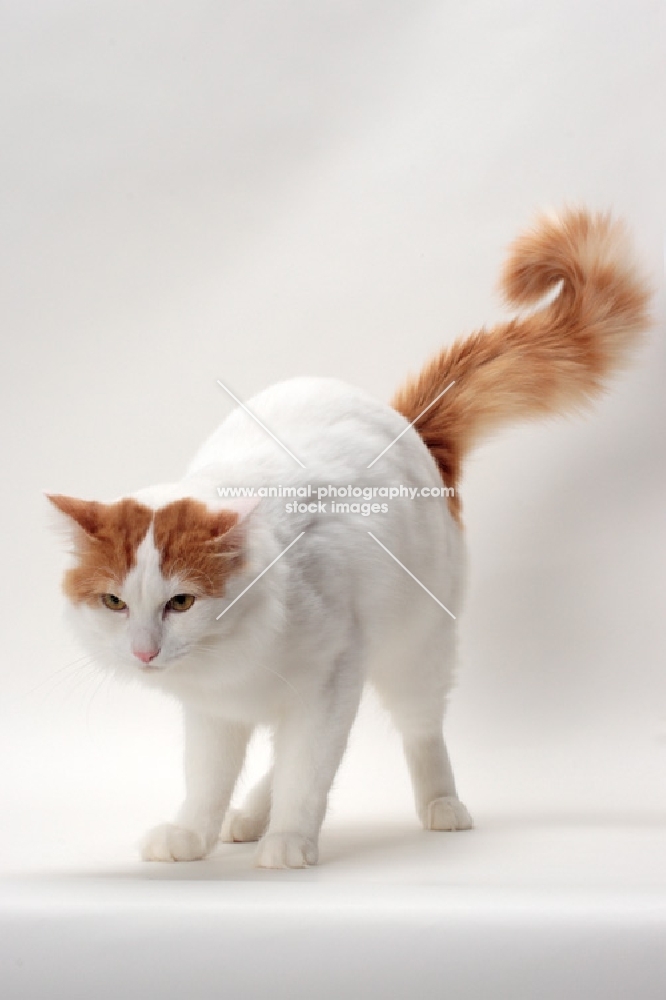 Turkish Van cat looking down, Red Classic Tabby & White colour