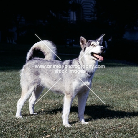 alaskan malamute, am ch williams gray dawn