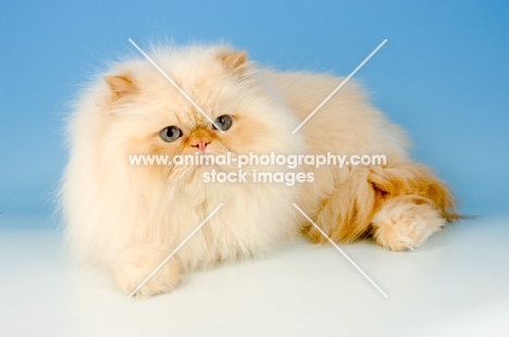 red colourpoint cat. (Aka: Persian or Himalayan)