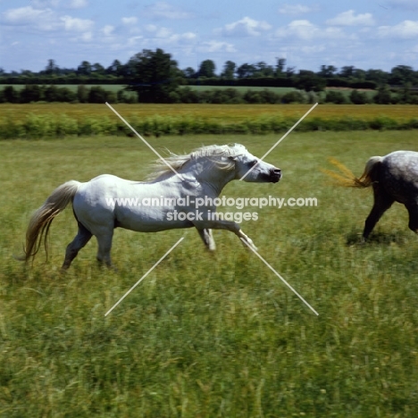 welsh mountain pony stallion pursuing a mare at pendock stud,