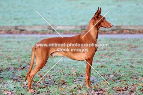 Pharaoh Hound side view