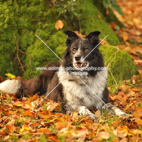 working sheepdog, non pedigree border collie, lying in autumn leaves by a tree