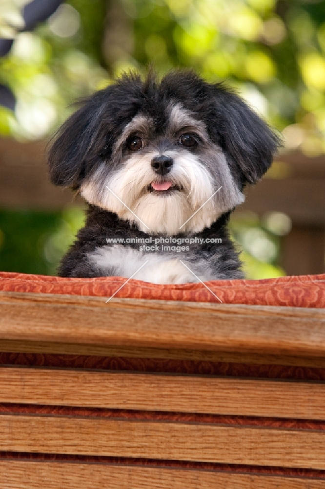 malitpoo looking at camera